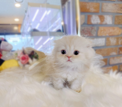 폴드 입양합니다