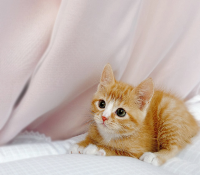 브리티쉬숏헤어 입양합니다