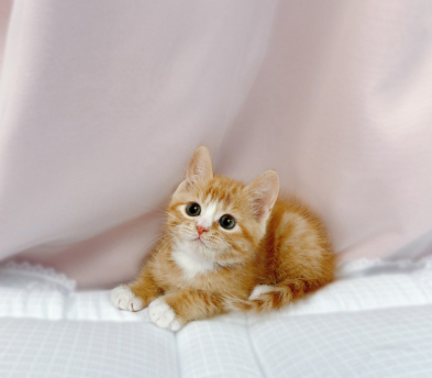 브리티쉬숏헤어 입양합니다