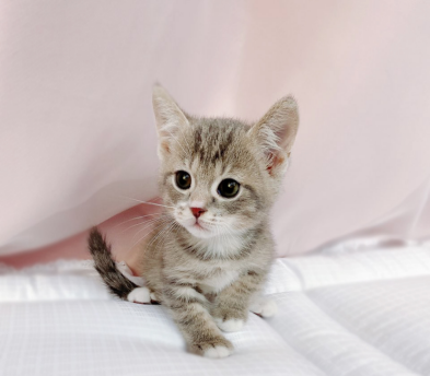 브리티쉬숏헤어 입양합니다