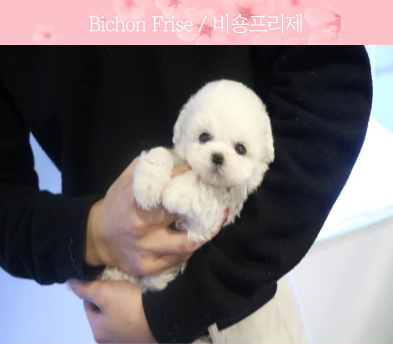 미니비숑 입양합니다