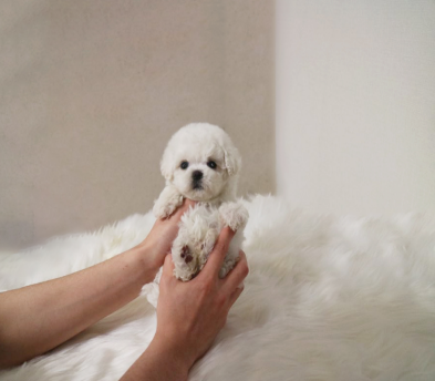 미니비숑 입양합니다