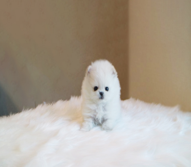 포메라니안 입양합니다