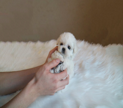 미니비숑 입양합니다