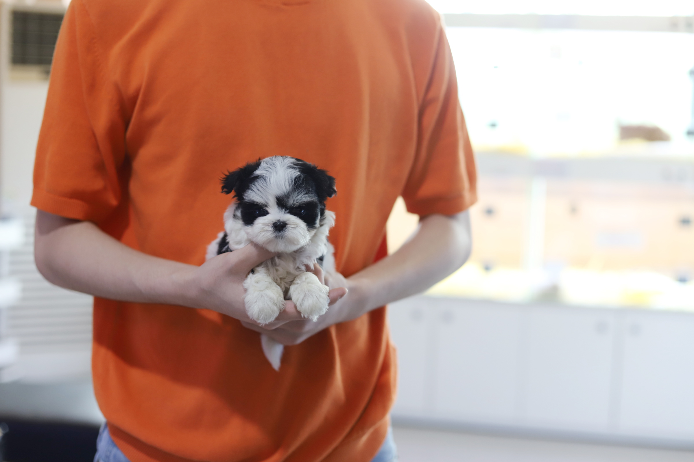 말티푸 입양합니다