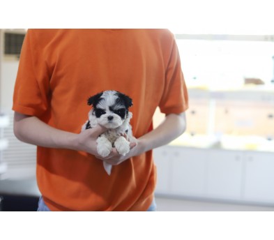 말티푸 입양합니다