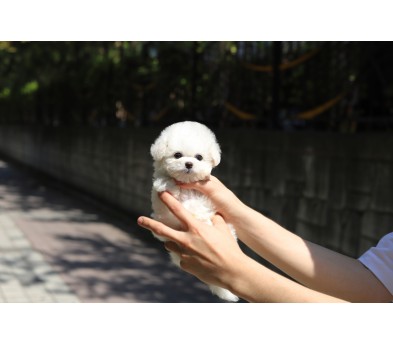 미니비숑 입양합니다