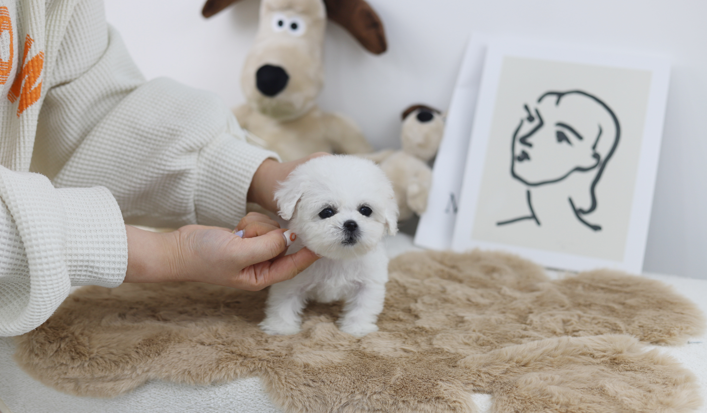 미니비숑 입양합니다