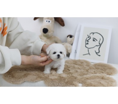 미니비숑 입양합니다