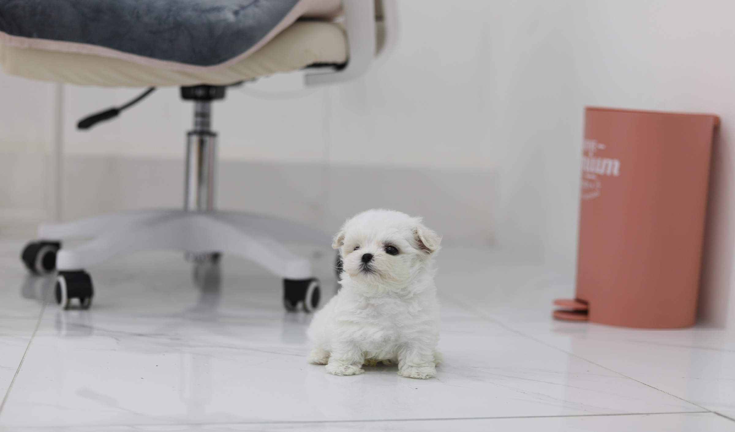 말티푸 입양합니다