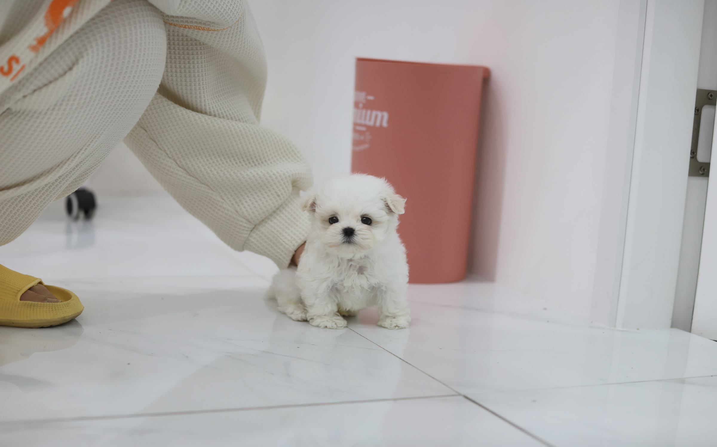 말티푸 입양합니다