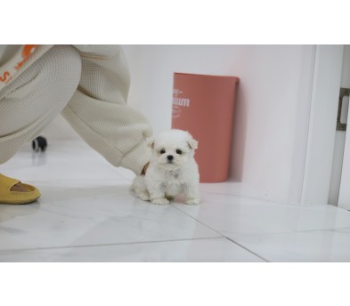 말티푸 입양합니다