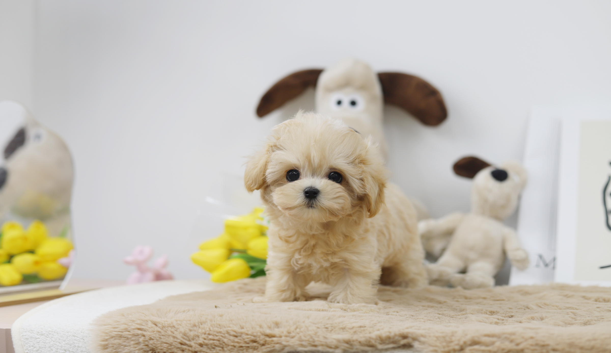 말티푸 입양합니다