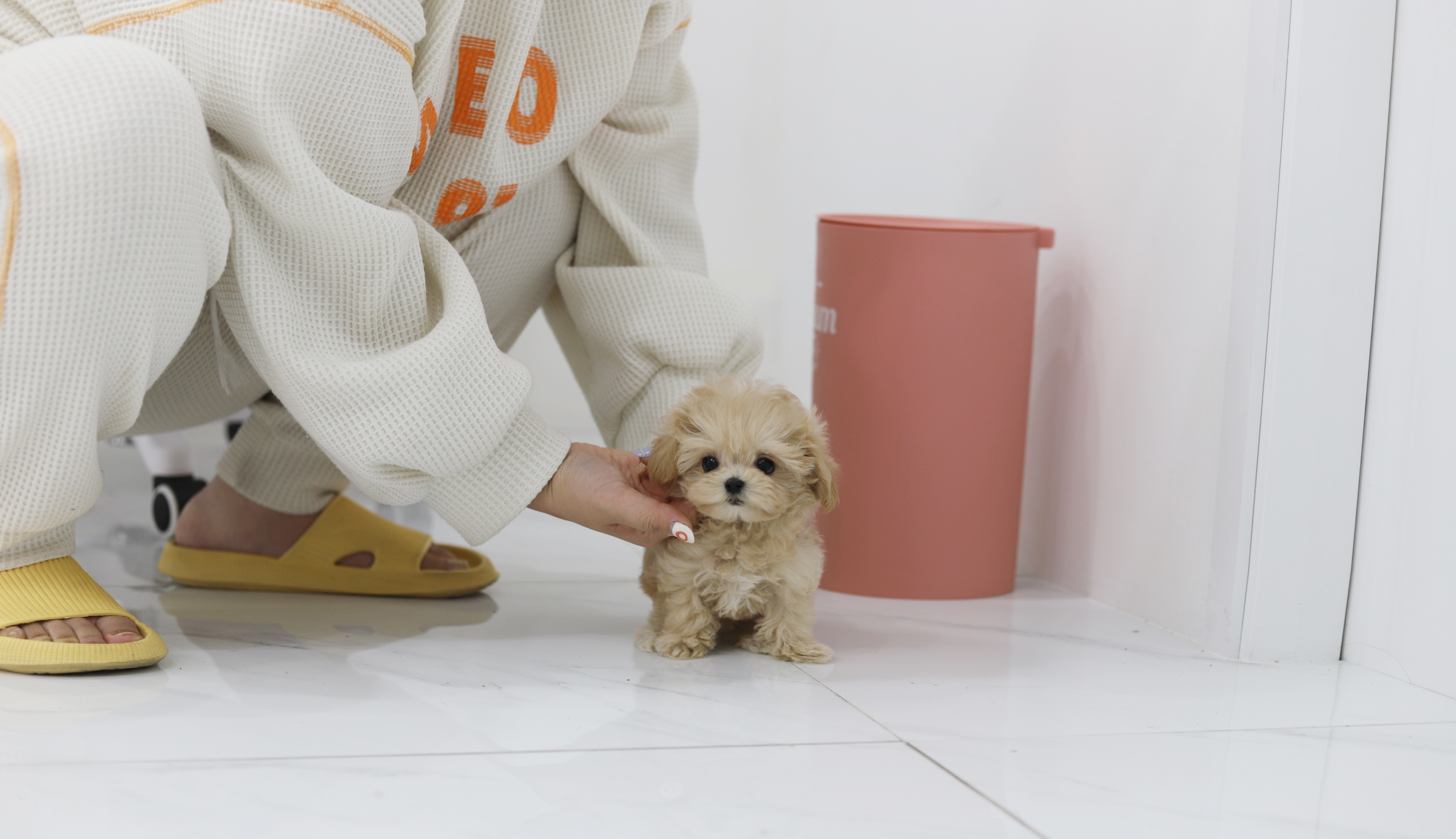 말티푸 입양합니다