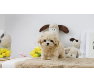 말티푸 입양합니다