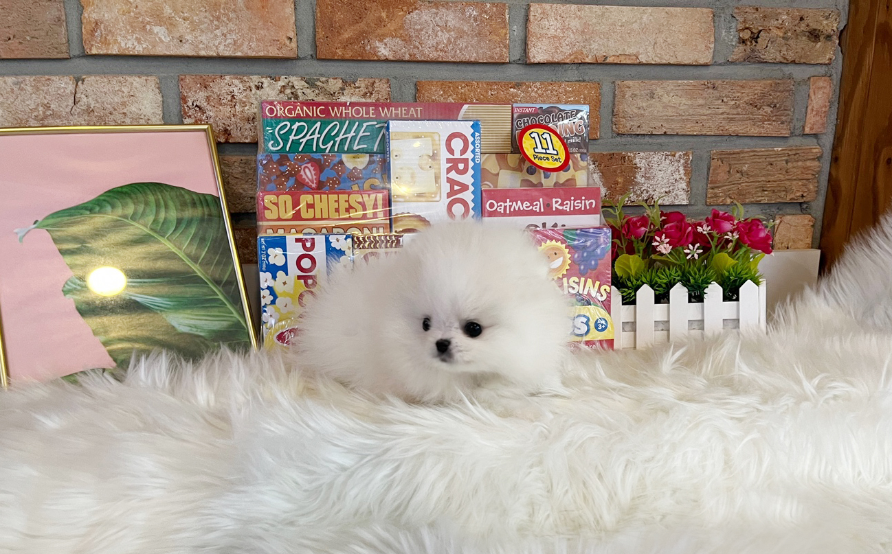 포메라니안 입양합니다