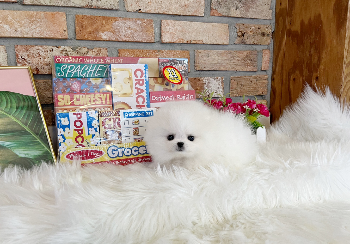 포메라니안 입양합니다