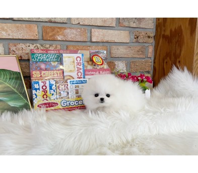 포메라니안 입양합니다