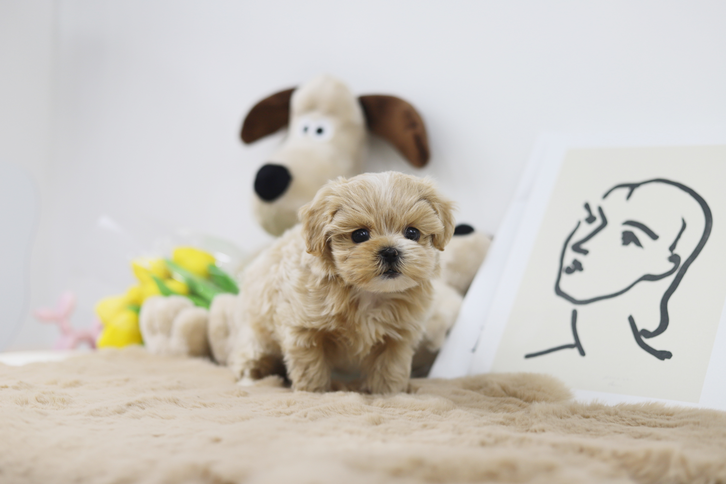 말티푸 입양합니다