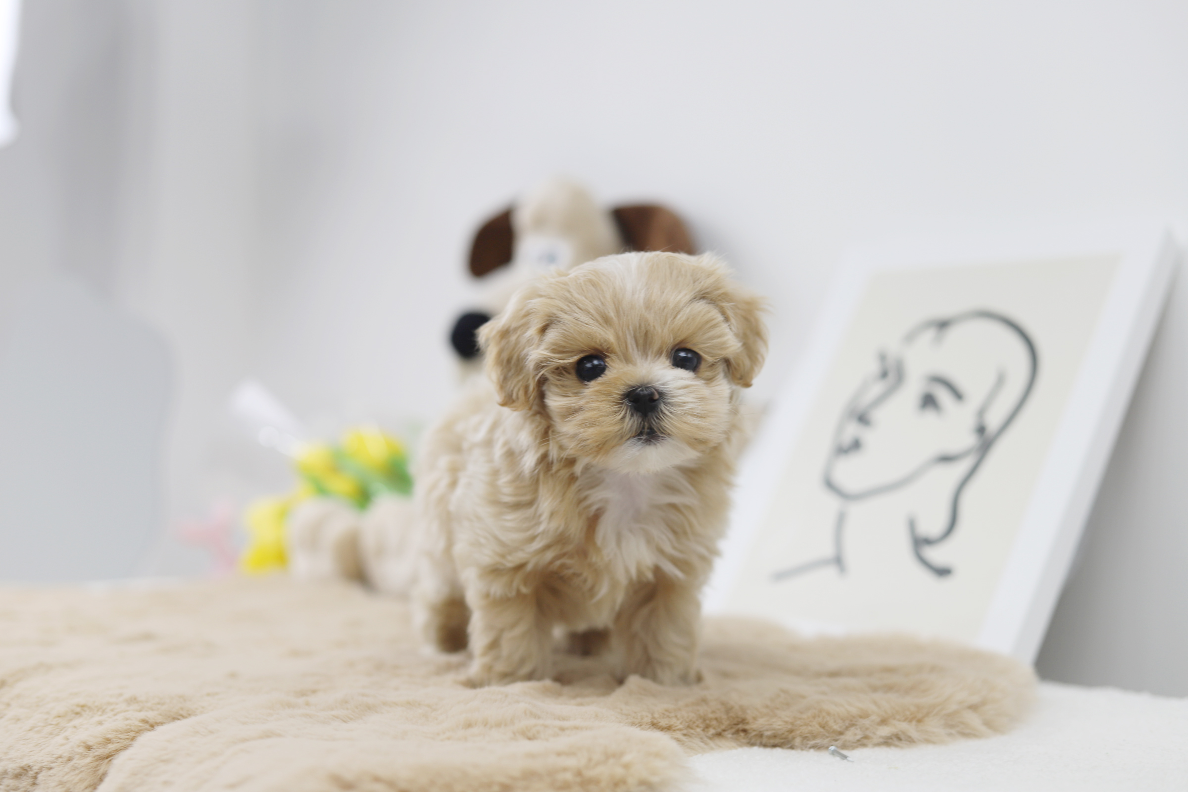 말티푸 입양합니다