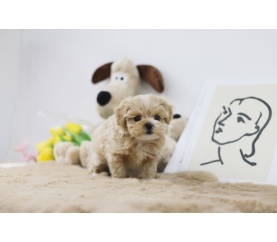 말티푸 입양합니다