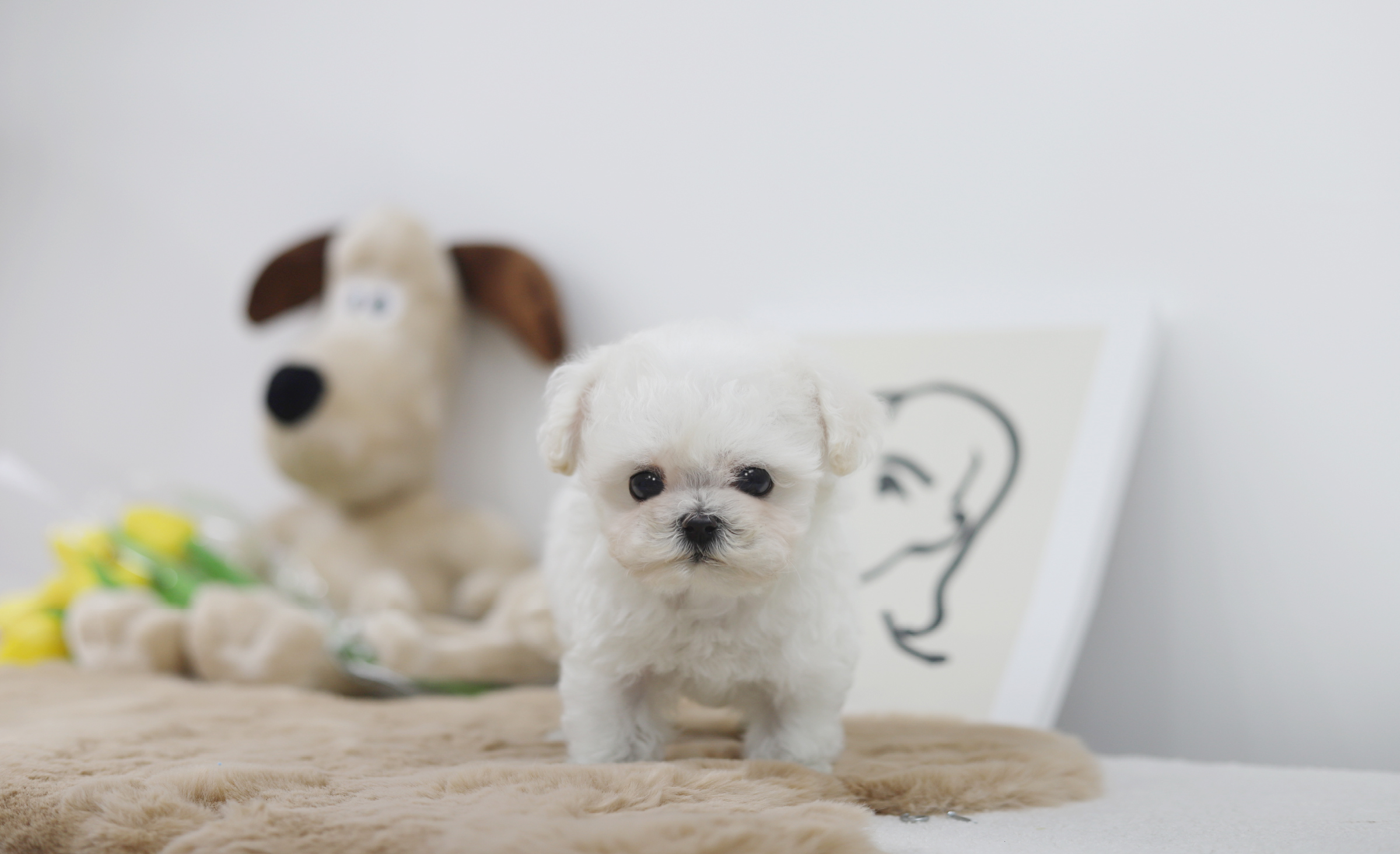 미니비숑 입양합니다