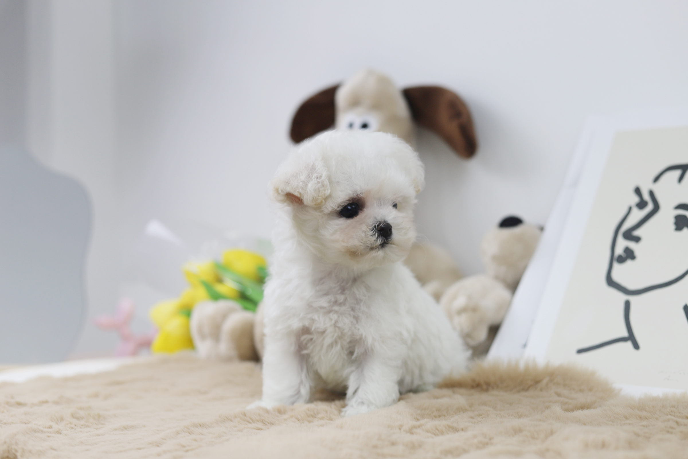 미니비숑 입양합니다