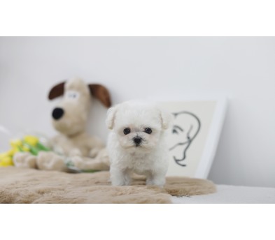 미니비숑 입양합니다