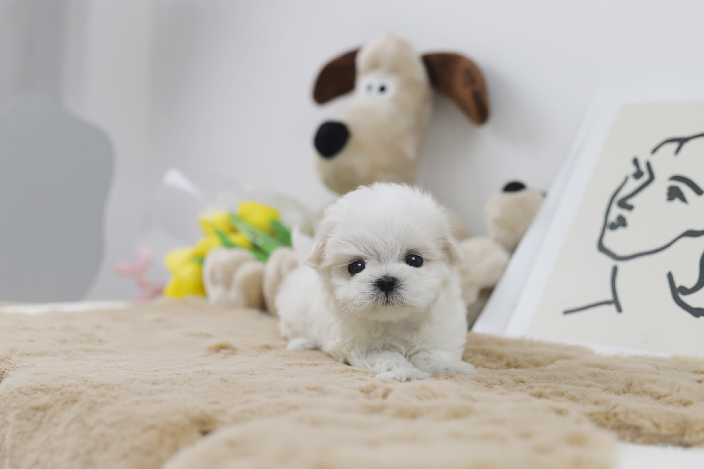 말티즈 입양합니다