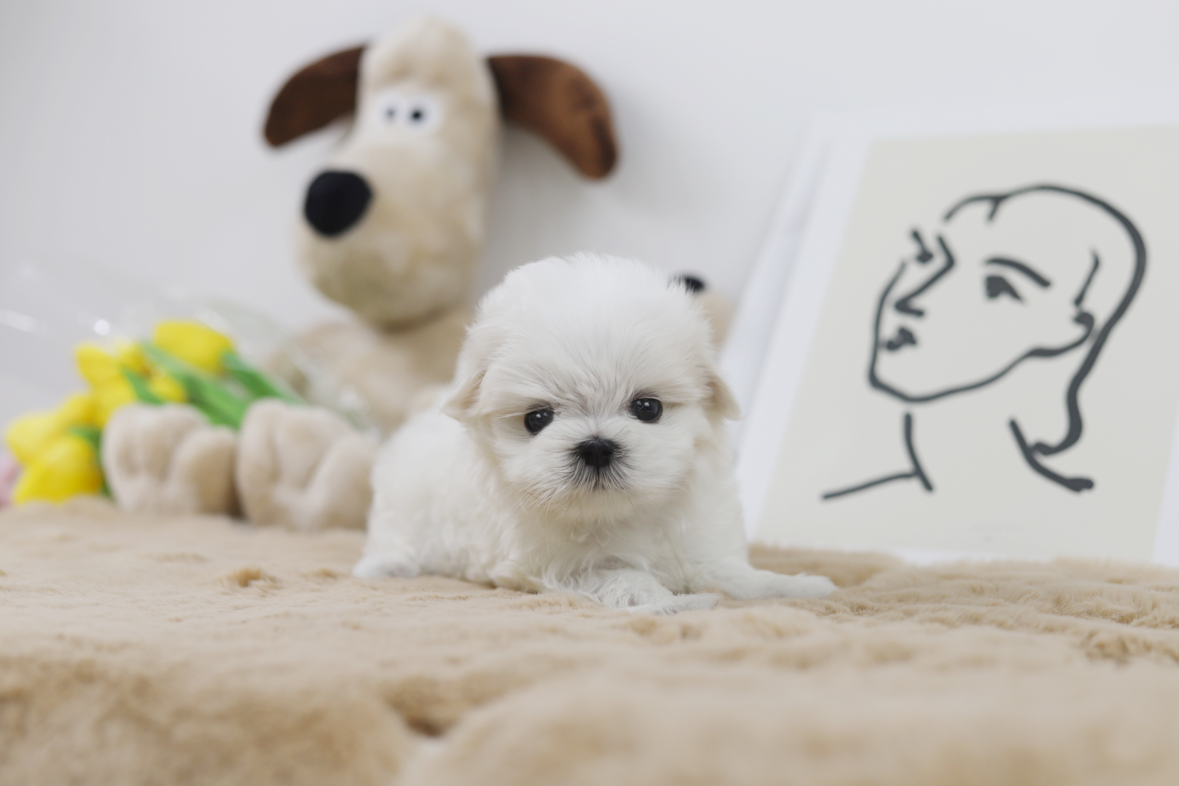 말티즈 입양합니다