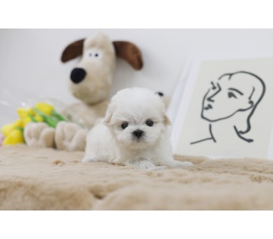 말티즈 입양합니다