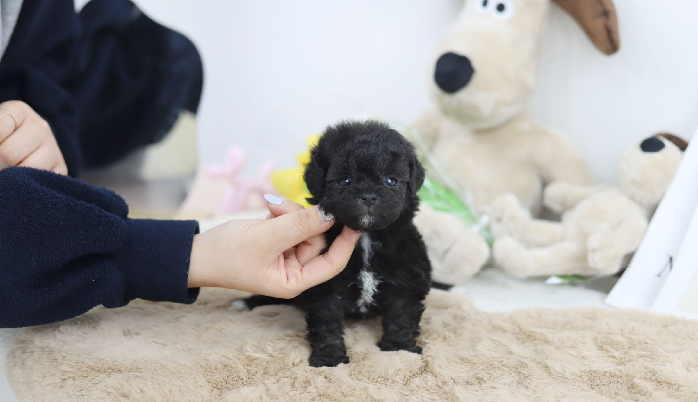 토이푸들 입양합니다