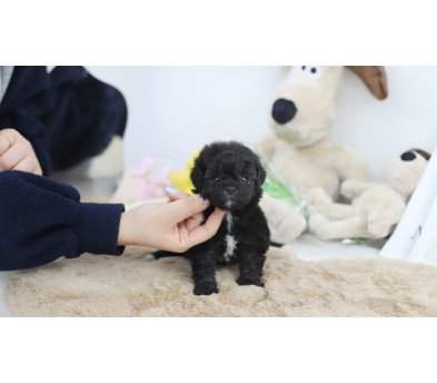 토이푸들 입양합니다