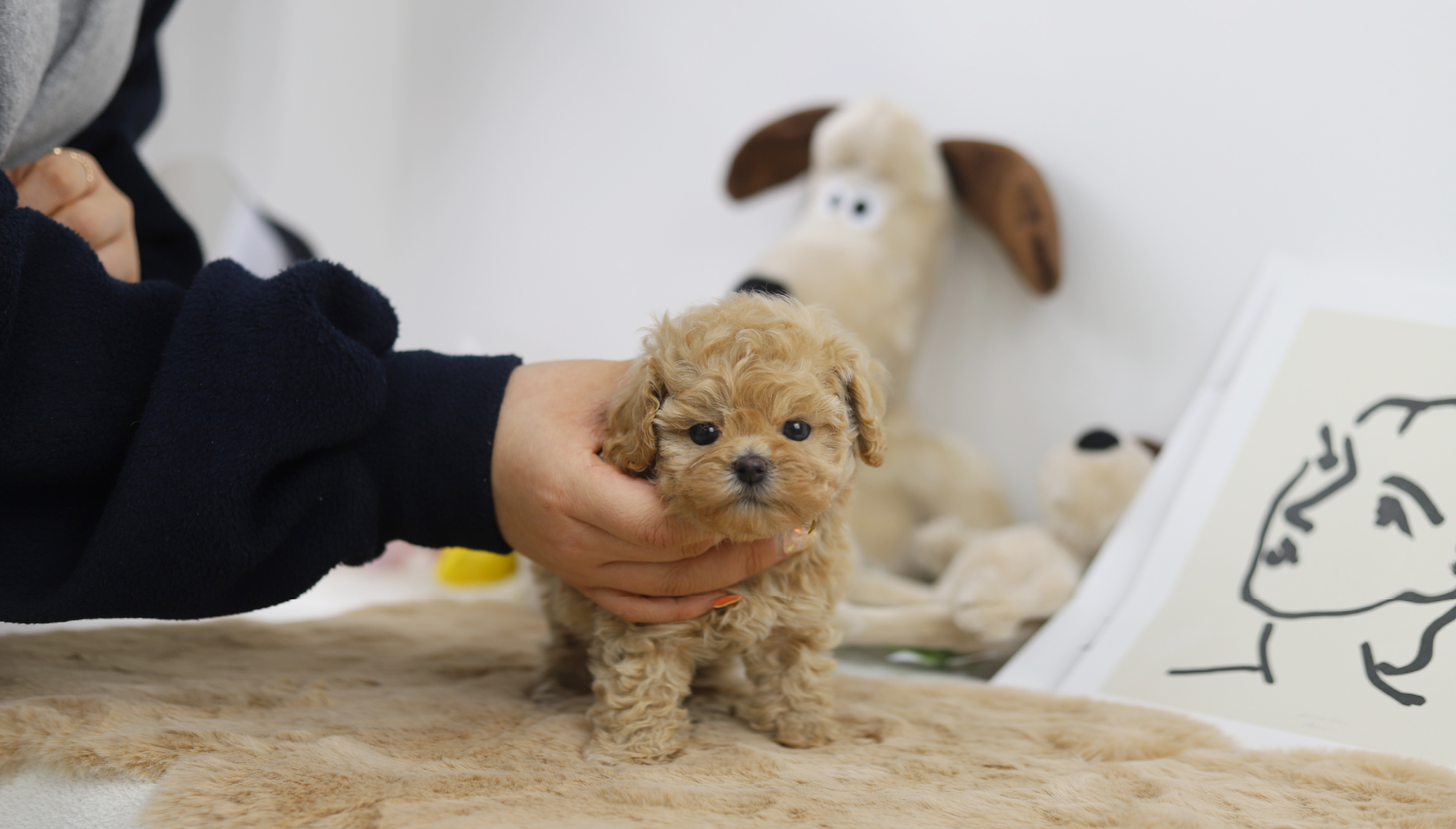 토이푸들 입양합니다
