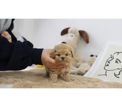 토이푸들 입양합니다