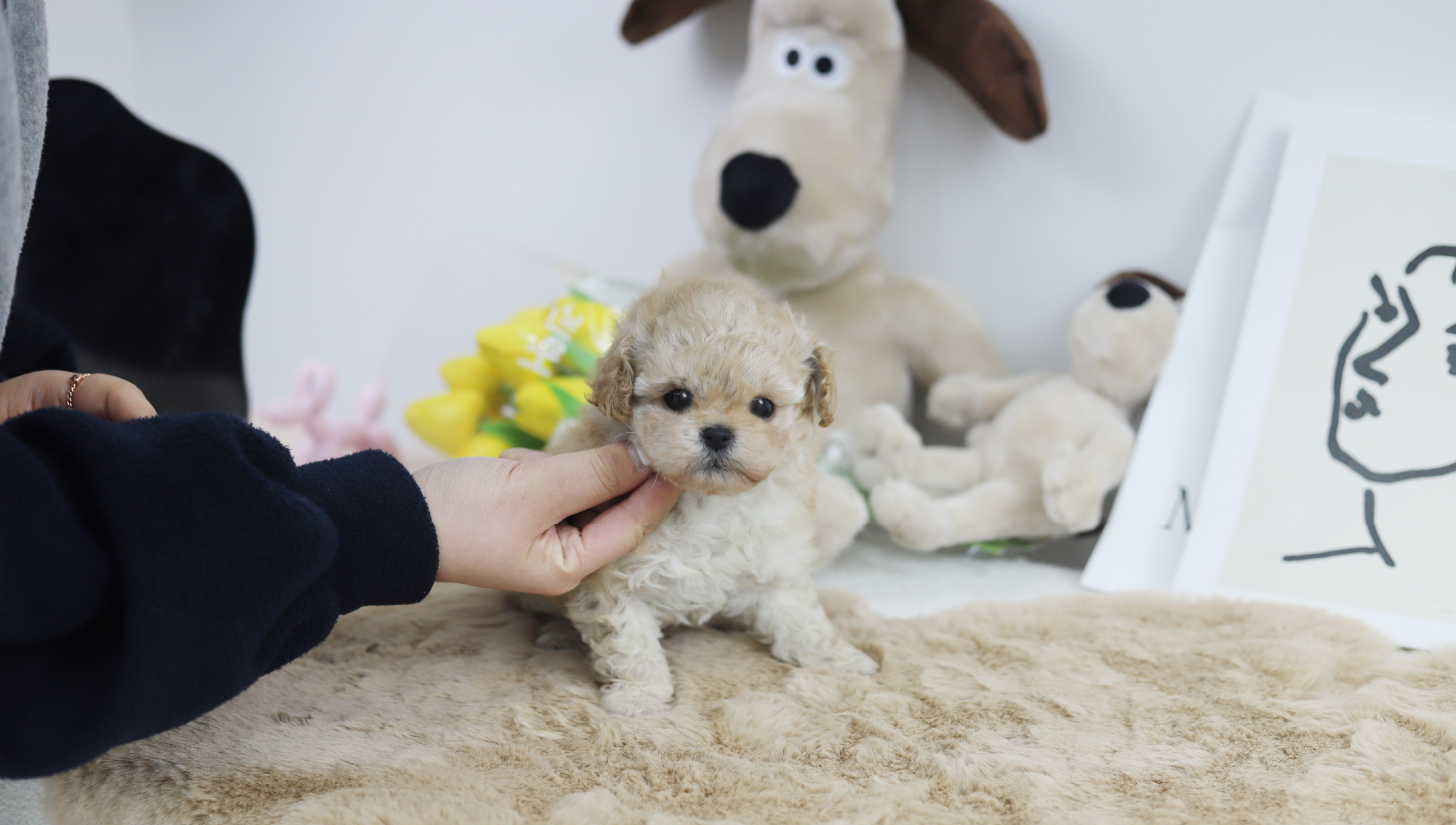 토이푸들 입양합니다