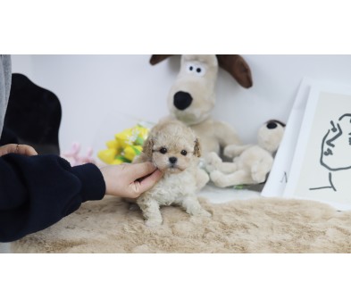 토이푸들 입양합니다