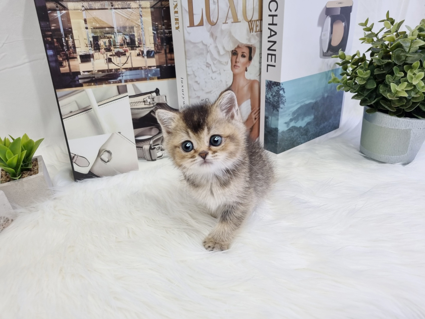 브리티쉬숏헤어 입양합니다