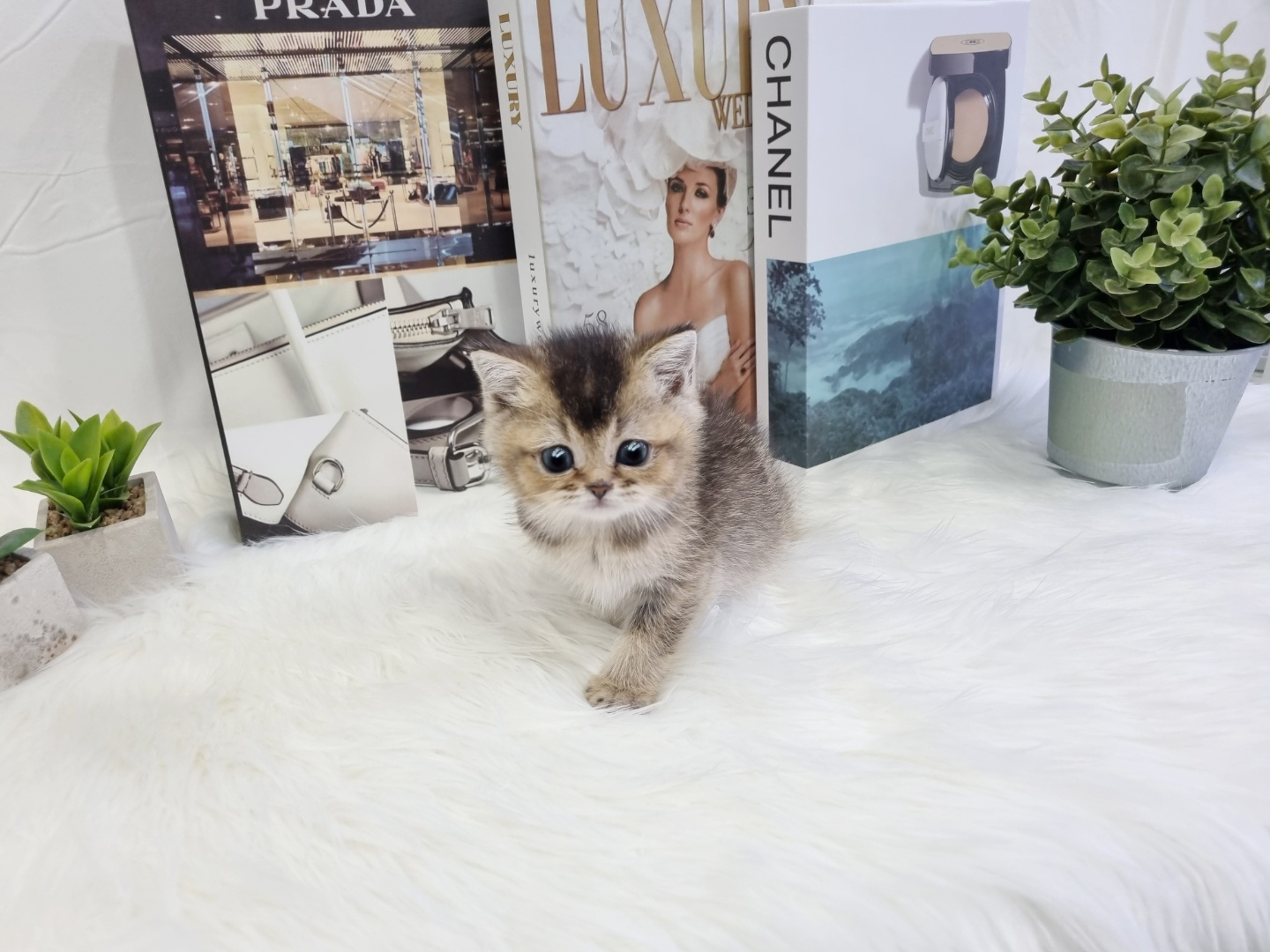 브리티쉬숏헤어 입양합니다