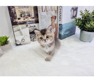 브리티쉬숏헤어 입양합니다