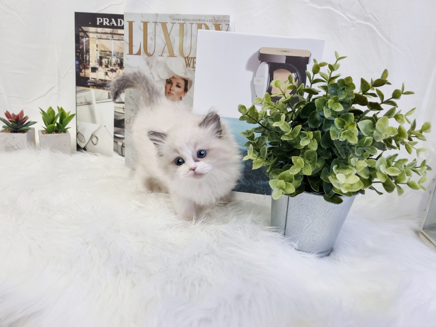 렉돌 입양합니다