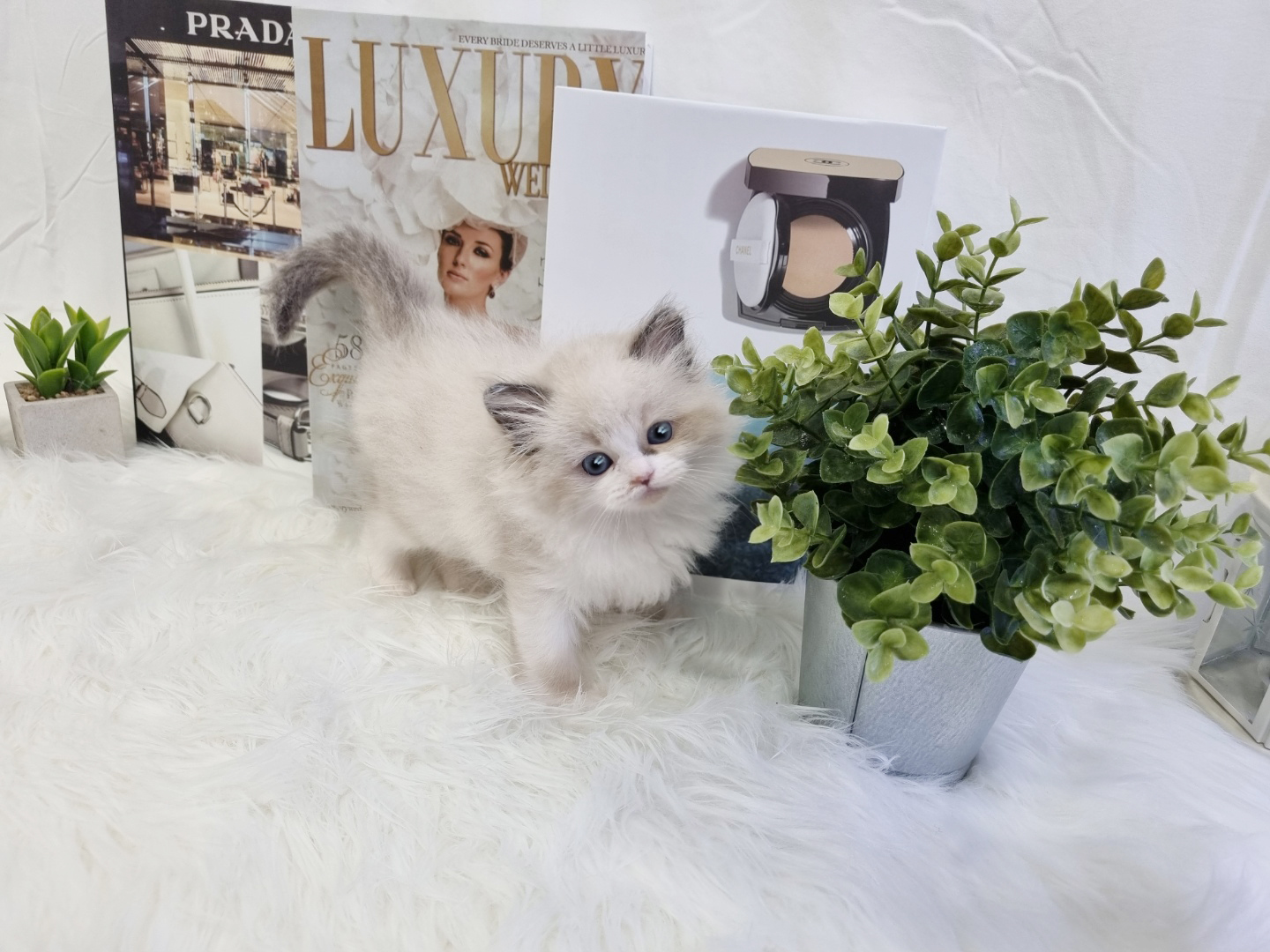 렉돌 입양합니다