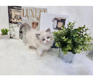 렉돌 입양합니다