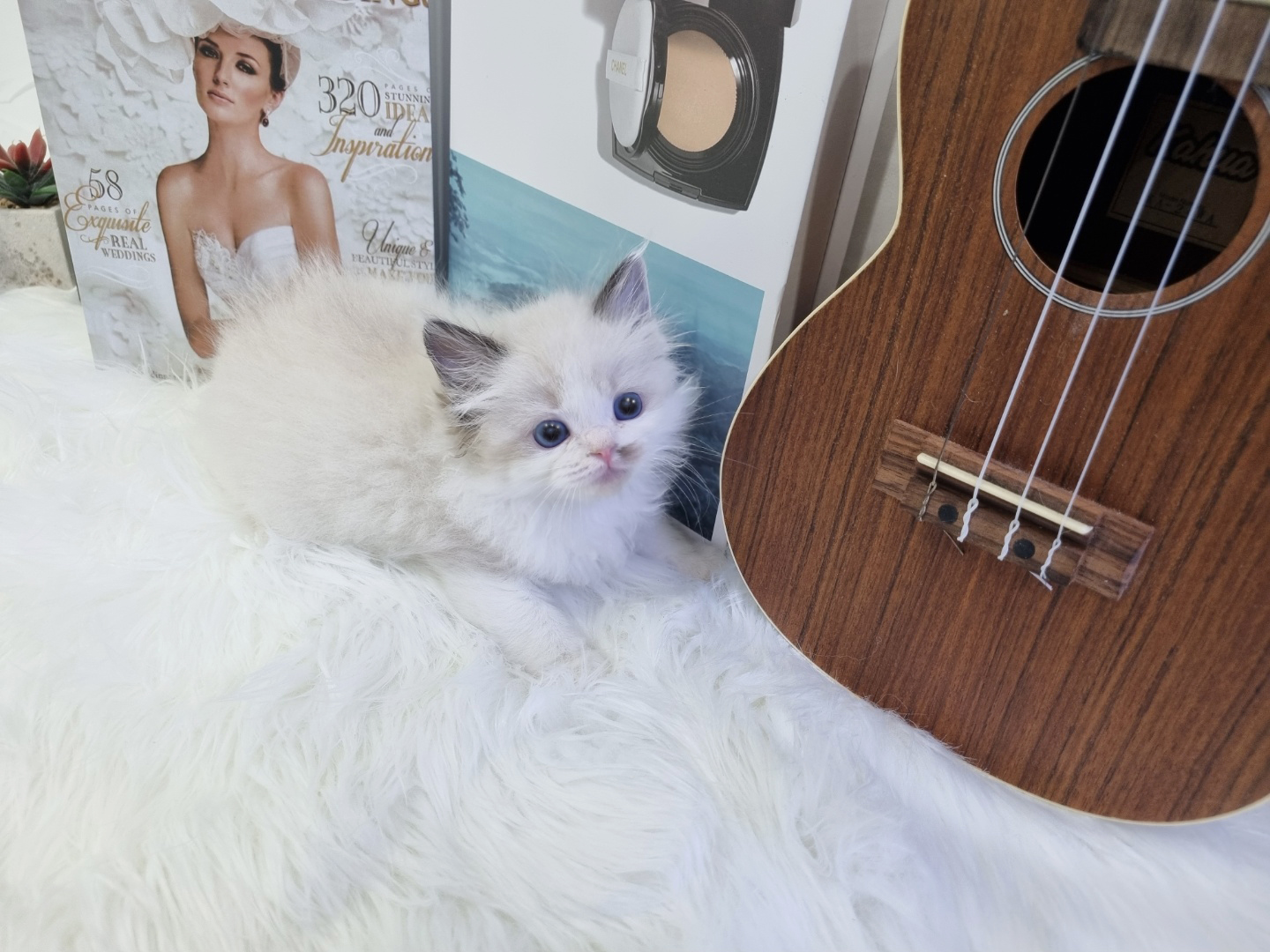 렉돌 입양합니다