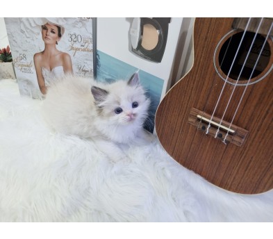 렉돌 입양합니다