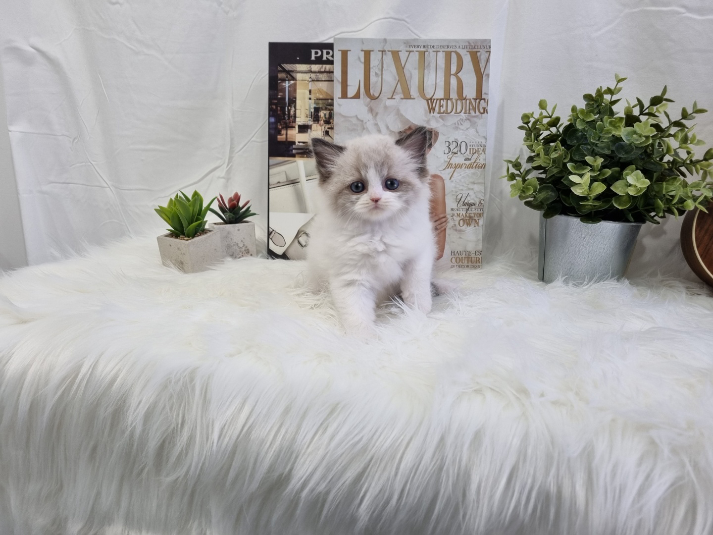 렉돌 입양합니다