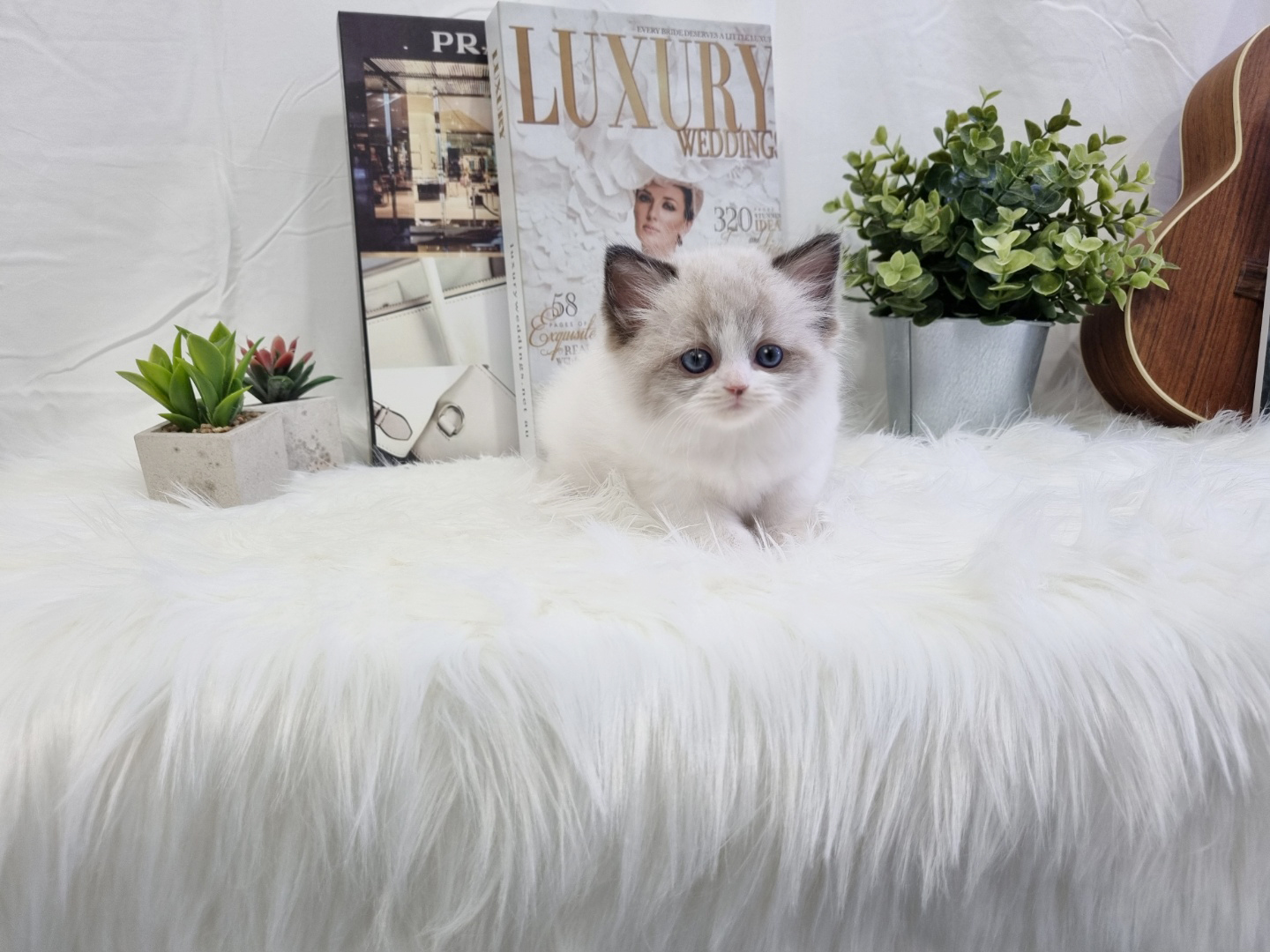 렉돌 입양합니다