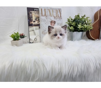 렉돌 입양합니다