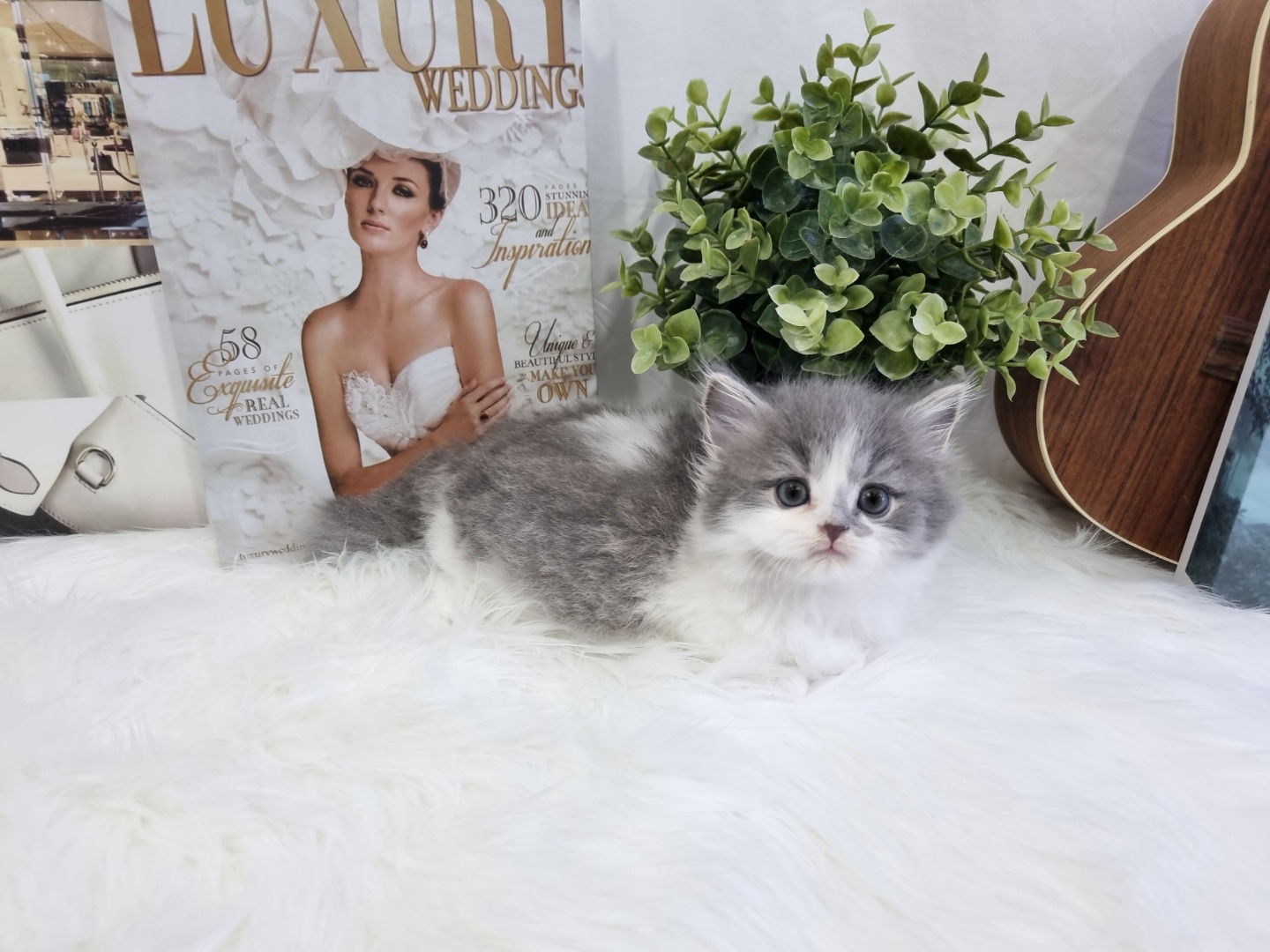 먼치킨 입양합니다