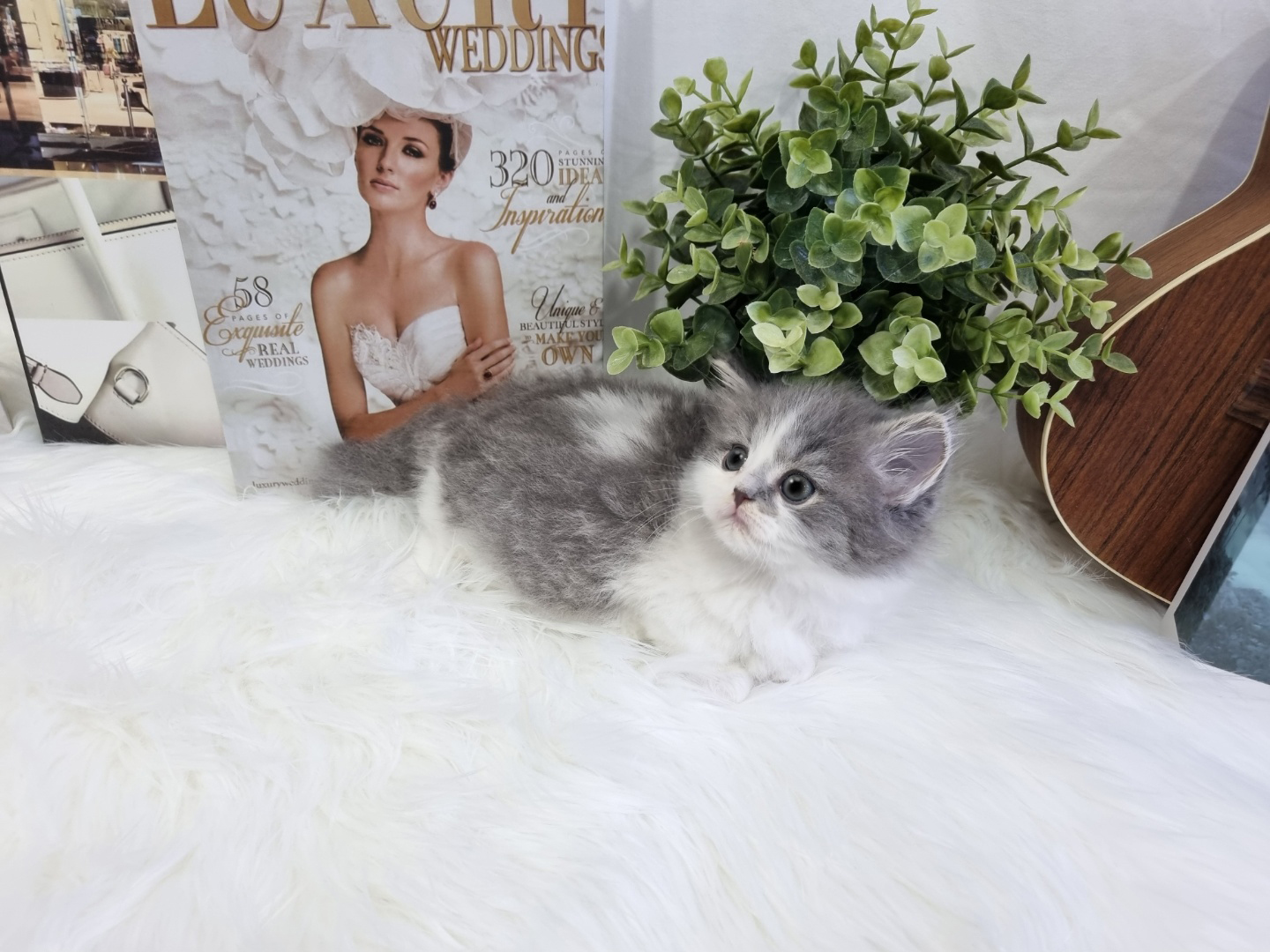 먼치킨 입양합니다